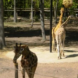 Szegedi Vadaspark Szeged - Egyéb