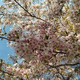 Széllkapu Park Budapest - Egyéb