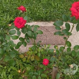 Szent Imre templom Budapest - Egyéb