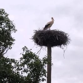 Szent István kápolna Makó - Egyéb