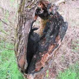 Szent Jakab Sétány Dabas - Egyéb