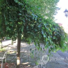 Szent András Fogadó, Hidegség - Egyéb