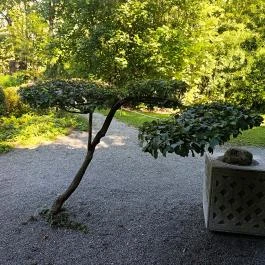 Szentendrei Japánkert Szentendre - Egyéb