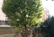 A szerelmesek lakatjai Sopron