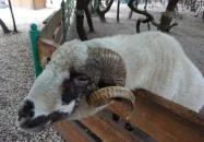 Szigethalmi Családi Vadaspark Szigethalom