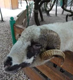 Szigethalmi Családi Vadaspark