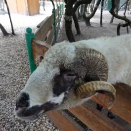 Szigethalmi Családi Vadaspark Szigethalom - Egyéb