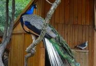 Szigethalmi Családi Vadaspark Szigethalom