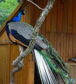 Szigethalmi Családi Vadaspark