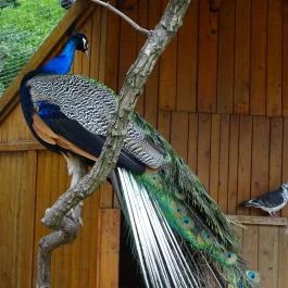 Szigethalmi Családi Vadaspark Szigethalom - Egyéb