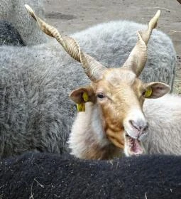 Szigethalmi Családi Vadaspark