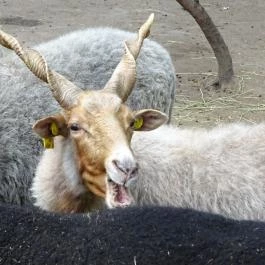 Szigethalmi Családi Vadaspark Szigethalom - Egyéb