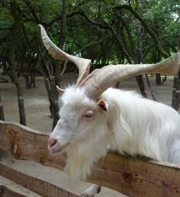 Szigethalmi Családi Vadaspark