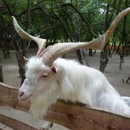 Szigethalmi Családi Vadaspark Szigethalom - Egyéb