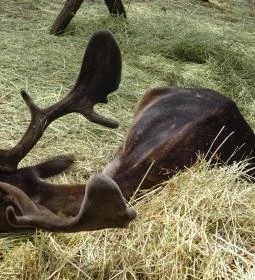 Szigethalmi Családi Vadaspark