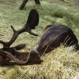 Szigethalmi Családi Vadaspark Szigethalom - Egyéb