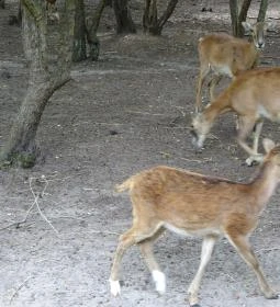 Szigethalmi Családi Vadaspark