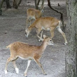 Szigethalmi Családi Vadaspark Szigethalom - Egyéb