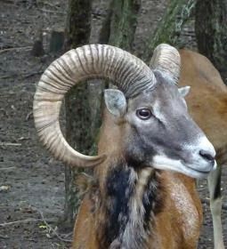 Szigethalmi Családi Vadaspark