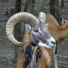 Szigethalmi Családi Vadaspark Szigethalom - Egyéb