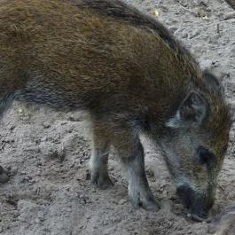 Szigethalmi Családi Vadaspark Szigethalom - Egyéb