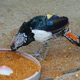 Szigethalmi Családi Vadaspark Szigethalom - Egyéb