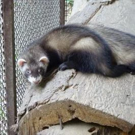 Szigethalmi Családi Vadaspark Szigethalom - Egyéb