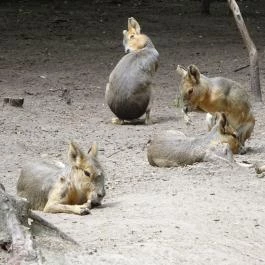 Szigethalmi Családi Vadaspark Szigethalom - Egyéb