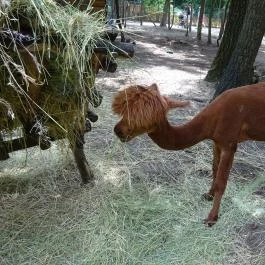 Szigethalmi Családi Vadaspark Szigethalom - Egyéb