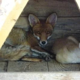 Szigethalmi Családi Vadaspark Szigethalom - Egyéb