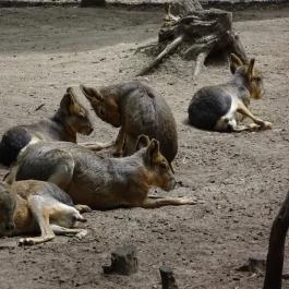 Szigethalmi Családi Vadaspark Szigethalom - Egyéb