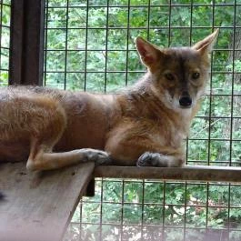 Szigethalmi Családi Vadaspark Szigethalom - Egyéb