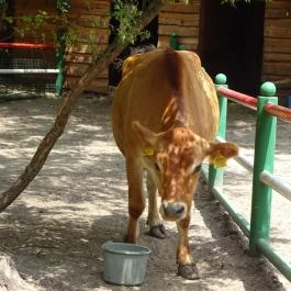 Szigethalmi Családi Vadaspark Szigethalom - Egyéb