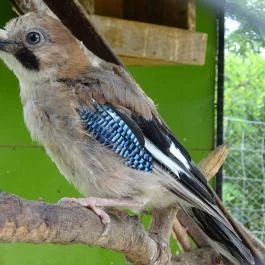 Szigethalmi Családi Vadaspark Szigethalom - Egyéb