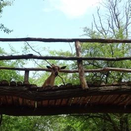 Szigethalmi Családi Vadaspark Szigethalom - Egyéb