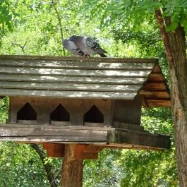 Szigethalmi Családi Vadaspark Szigethalom - Egyéb