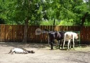 Szigethalmi Családi Vadaspark Szigethalom