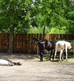 Szigethalmi Családi Vadaspark