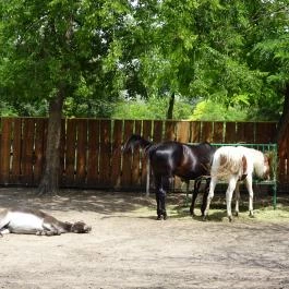 Szigethalmi Családi Vadaspark Szigethalom - Egyéb