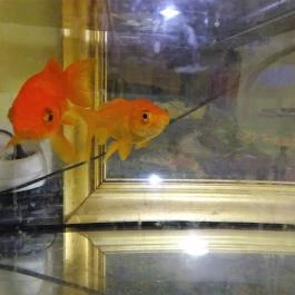 Taipei Wok Budapest - Egyéb