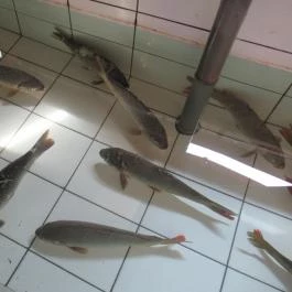 Taiwan Étterem Budapest - Belső