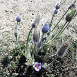 Teve-szikla Pilisborosjenő - Egyéb