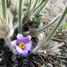 Teve-szikla Pilisborosjenő - Egyéb