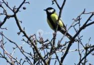 Teve-szikla Pilisborosjenő