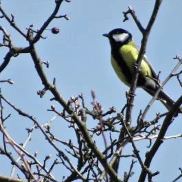 Teve-szikla Pilisborosjenő - Egyéb