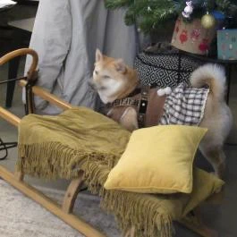 The Dog Bakery Budapest Budapest - Egyéb