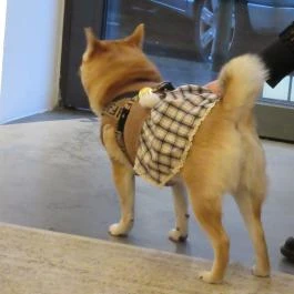 The Dog Bakery Budapest Budapest - Egyéb