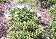 Thurzó park Budapest