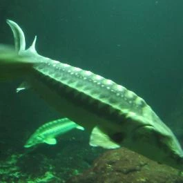 Tisza-tavi Ökocentrum Poroszló - Egyéb