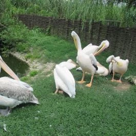 Tisza-tavi Ökocentrum Poroszló - Egyéb